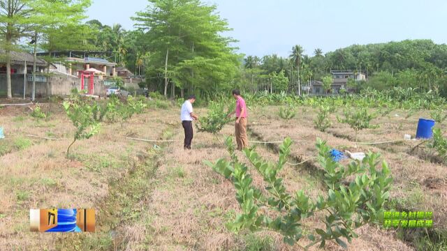 促进乡村振兴 共享发展成果丨万泉镇西河村:发展柠檬特色产业 “酸”柠檬变身“金果子”