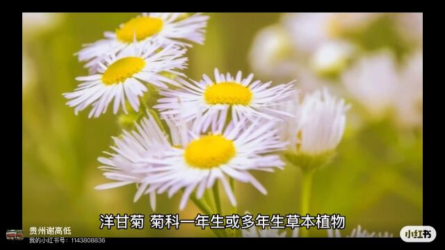 清新淡雅,洋甘菊