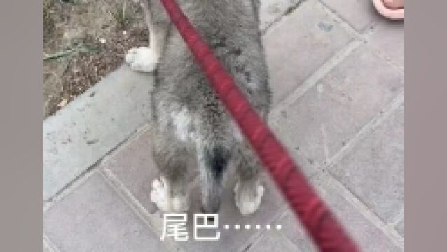 “背景太假哥”山上捡到狼崽?本人回应:是捷克狼犬