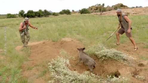 二人纳米比亚荒野求生，狩猎疣猪、碳烤香蒲根、尼龙布庇护所