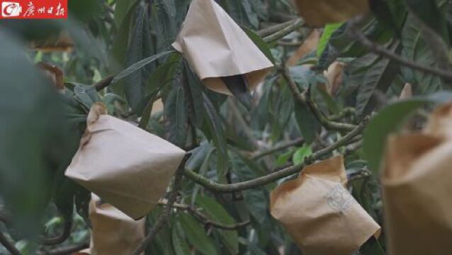 视频|韶关始兴:几阵疏疏梅子雨,庭有万树枇杷黄