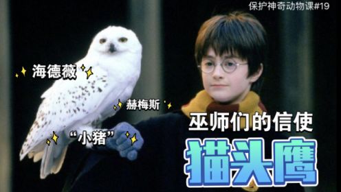 【哈利波特】霍格沃茨保护神奇动物课——巫师的“信使”猫头鹰