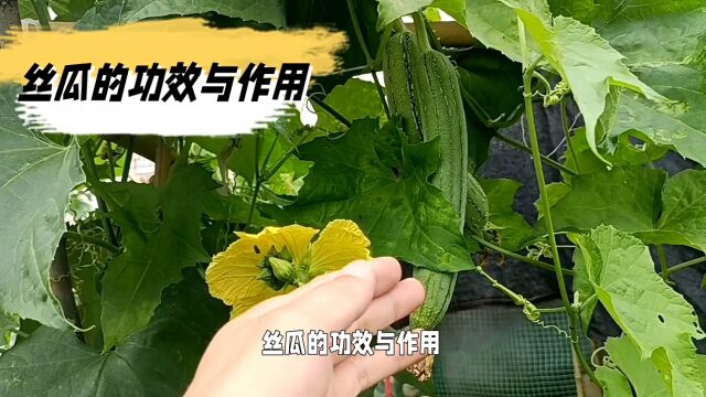 丝瓜的功效与作用