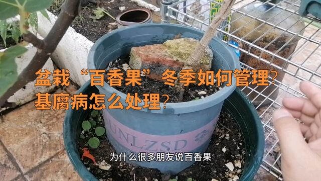 盆栽“百香果”冬季如何管理?基腐病怎么处理?