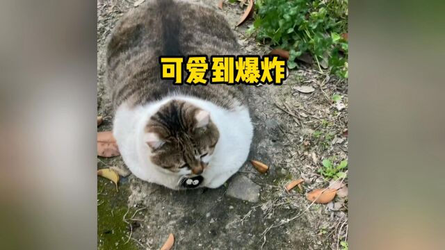 可爱到爆炸的猫咪