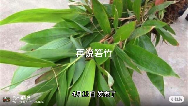 再说说箬竹