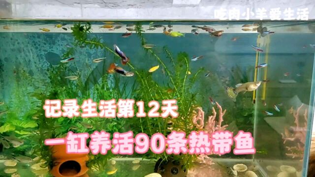 60鱼缸又进新鱼,一缸混养90条热带鱼 ,灯鱼斑马孔雀黑尾大勾