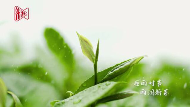 雨后茶园 春色美