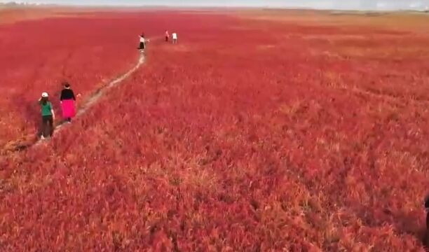 江苏连云港:千余亩碱蓬草泛红,滩涂迎最佳观赏季