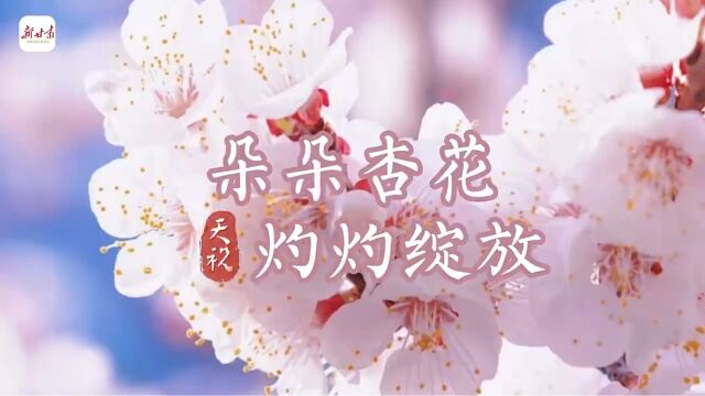 这里是甘肃ⷮŠ视频|天祝:朵朵杏花 灼灼绽放