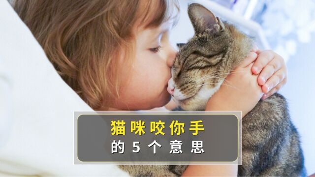 猫咪咬你的手,是想告诉你这几件事!