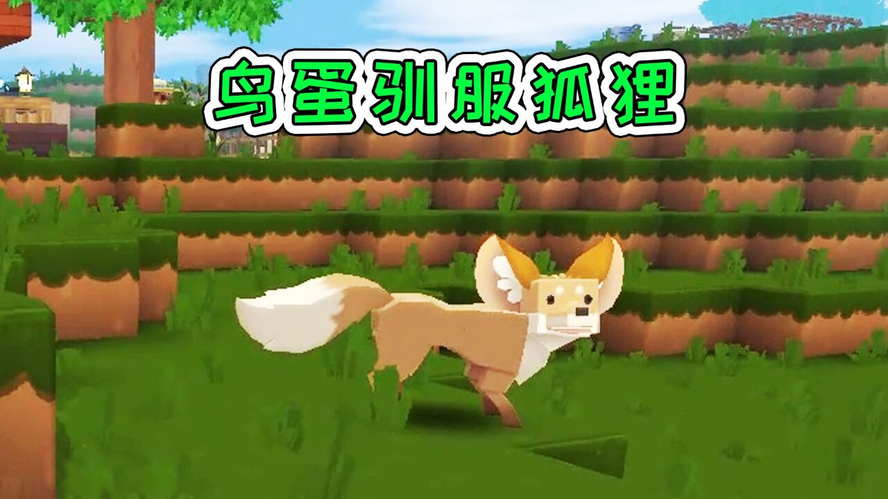 迷你世界:鸟蛋驯服狐狸,肉饲料吸引入笼!宝妈趣玩