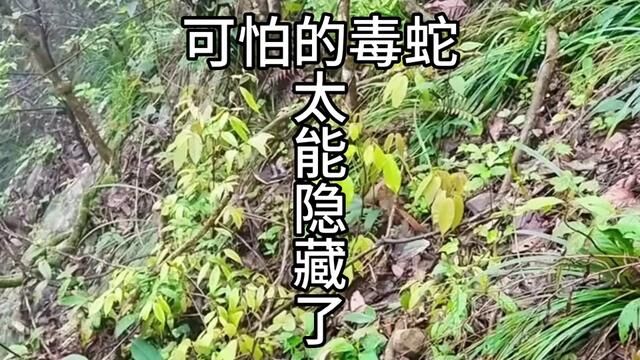 可怕的毒蛇太能隐藏了#五步蛇 #菜花原矛头蝮