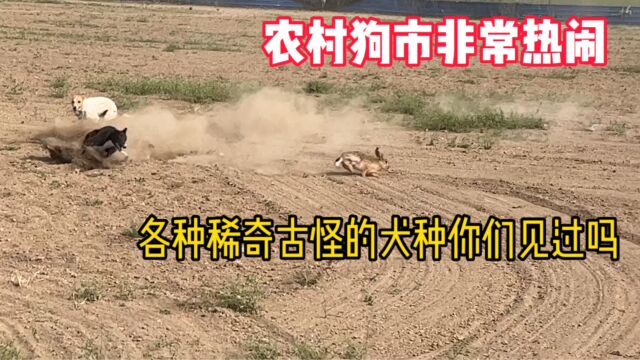 农村狗市,细狗撵兔场面非常暴躁,各种稀奇古怪的犬都没有见过