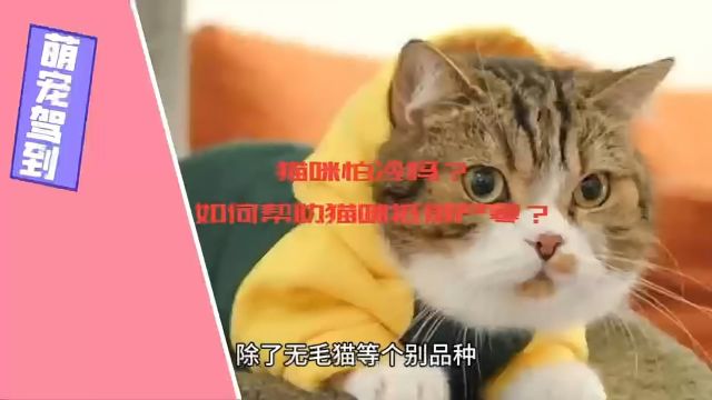 【萌宠驾到】猫咪怕冷吗?如何帮猫咪抵御严寒?