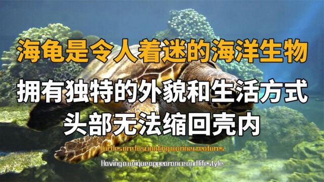 海龟是令人着迷的海洋生物,拥有独特的生活方式,头部无法缩回