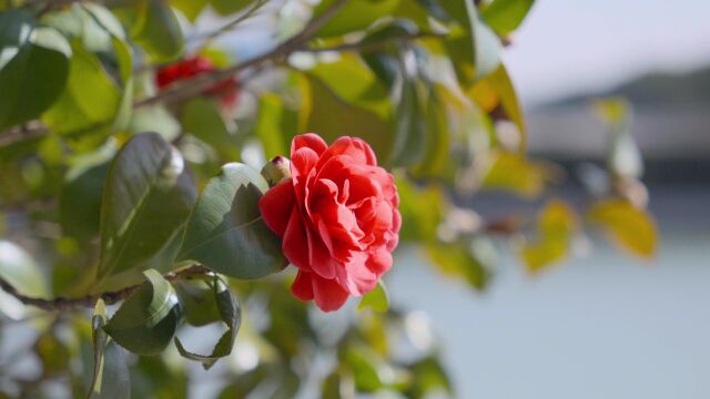 我知道春天在哪里 #江西师范大学