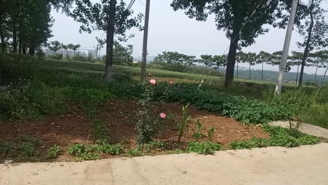 美丽的风景