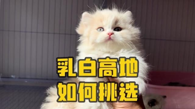 #猫 乳白高地怎么看品相,如何挑选乳白色长毛猫#乳白高地 #乳白长毛高地猫 #乳白英短 #乳白长毛