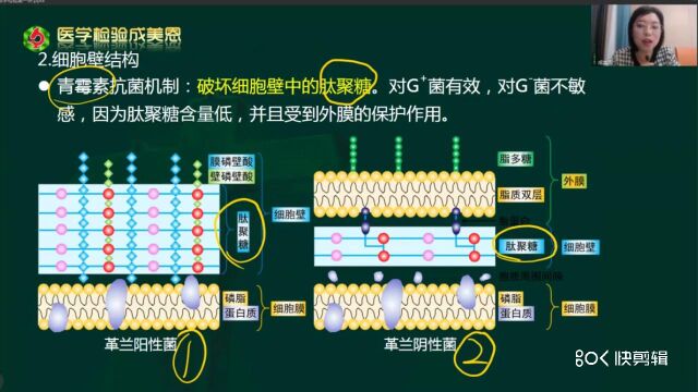 微生物检验(细胞壁结构)——医学检验成美恩