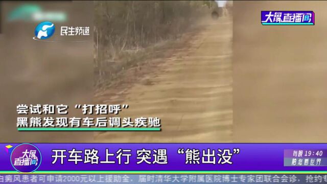 开车路上行,突遇“熊出没”