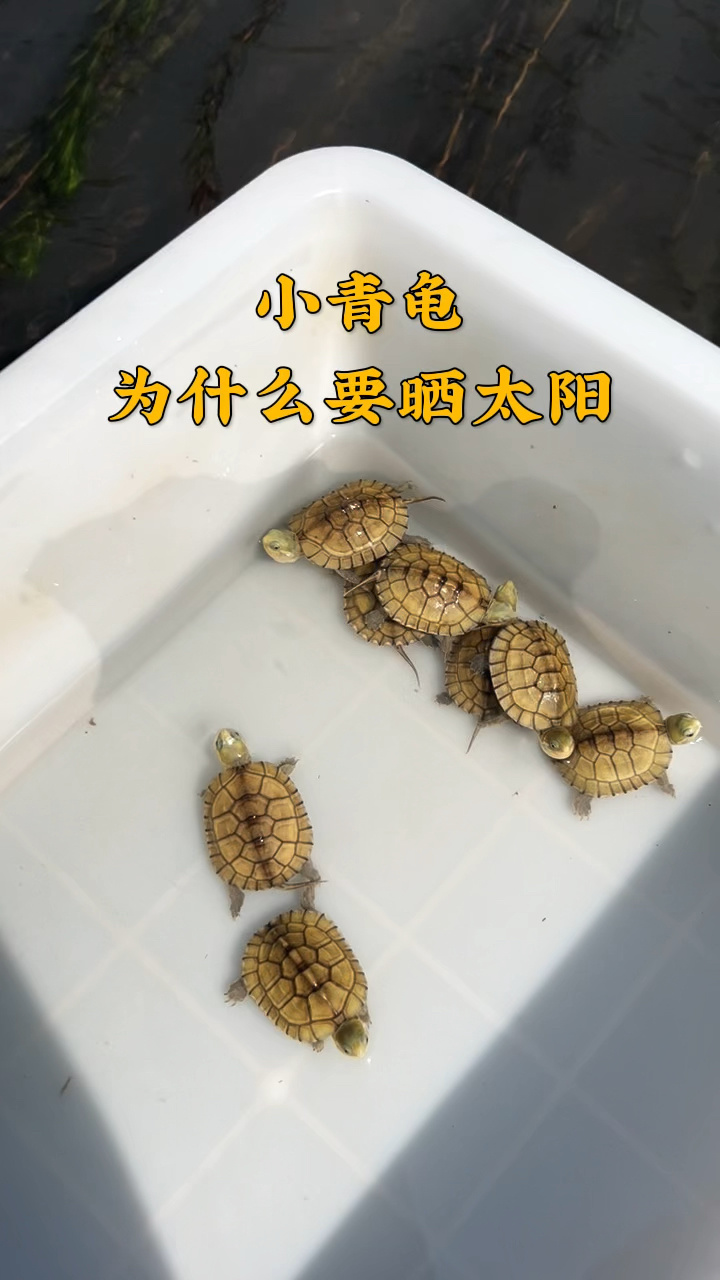小青龟为什么要晒太阳?利于于发色成为三黄小青#黄喉龟#龟蛋孵化#皖喉_高清1080P在线观看平台_腾讯视频