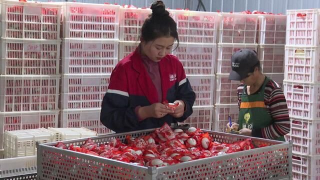 【乡村振兴齐鲁样板村村有好戏】走进鱼台县湖珍湖麻鸭蛋加工厂