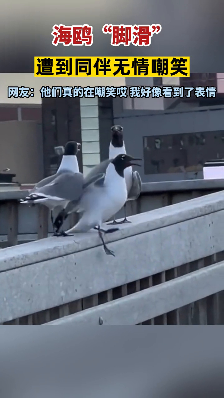 海鸥"脚滑" 遭到同伴无情嘲笑 网友:我好像看到了表情
