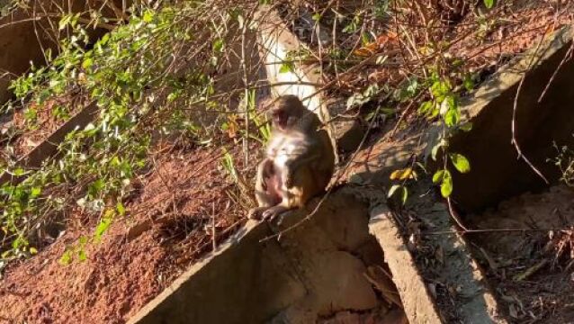 深圳生态好野!有野猪、鲸鱼、海豚……现在还有这个出没.....