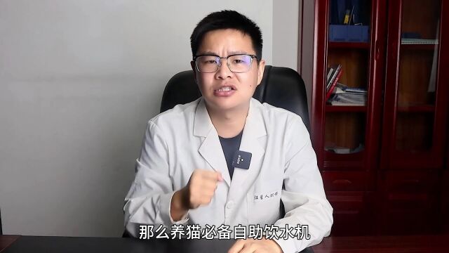 养猫必备的5样东西,你真的准备好了吗?