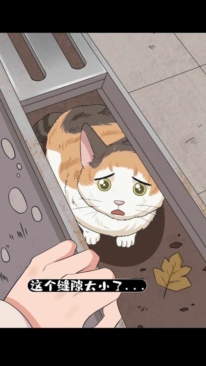 众人合力,让下水道里的小猫重获自由