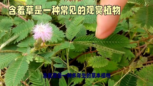 观赏盆栽含羞草