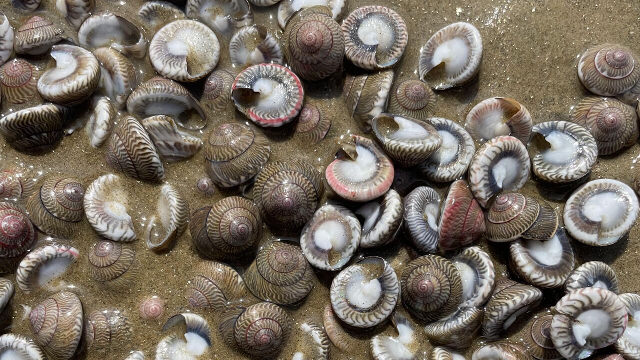 沙滩上发现这种金钱螺到处都是,来时好好的,赶海回不去了