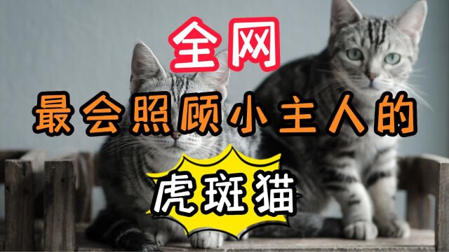 全网最会照顾小主人的虎斑猫,陪小主人一起长大