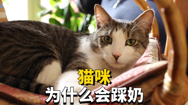 猫咪踩奶是什么意思,资深铲屎官才知道!