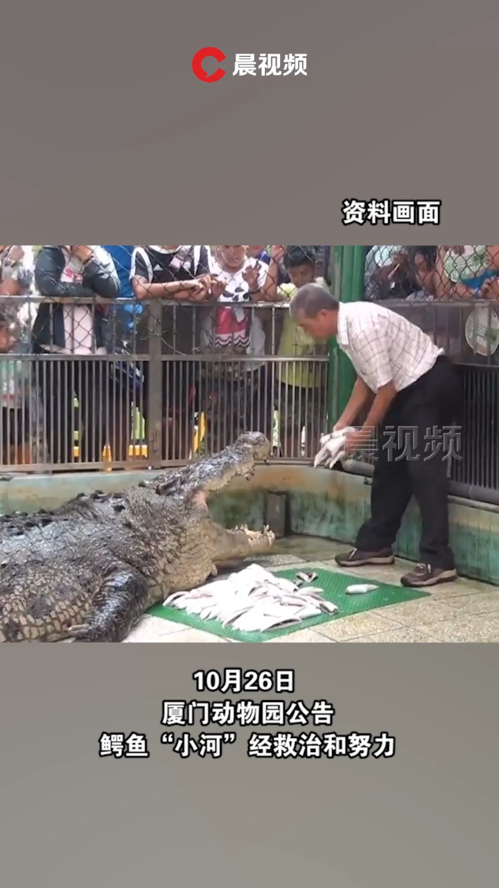厦门动物园:鳄鱼"小河"因病死亡