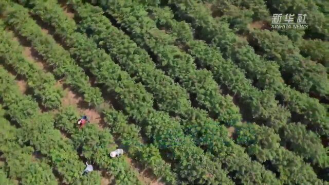 河北邯郸:千余亩食用玫瑰开出好“钱”景