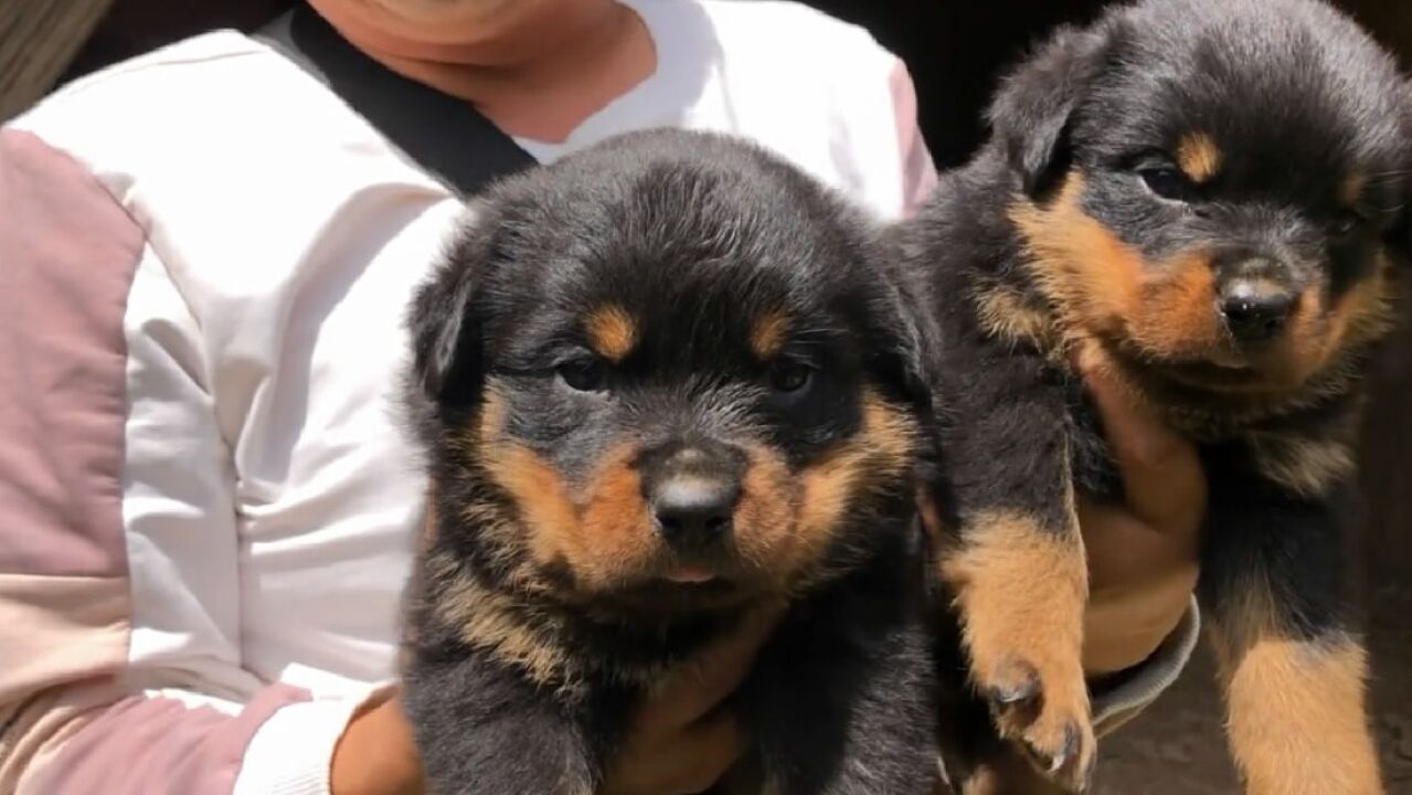 欣赏下这窝纯种德系罗威纳犬,3公4母头版大骨量足,小时候超可爱
