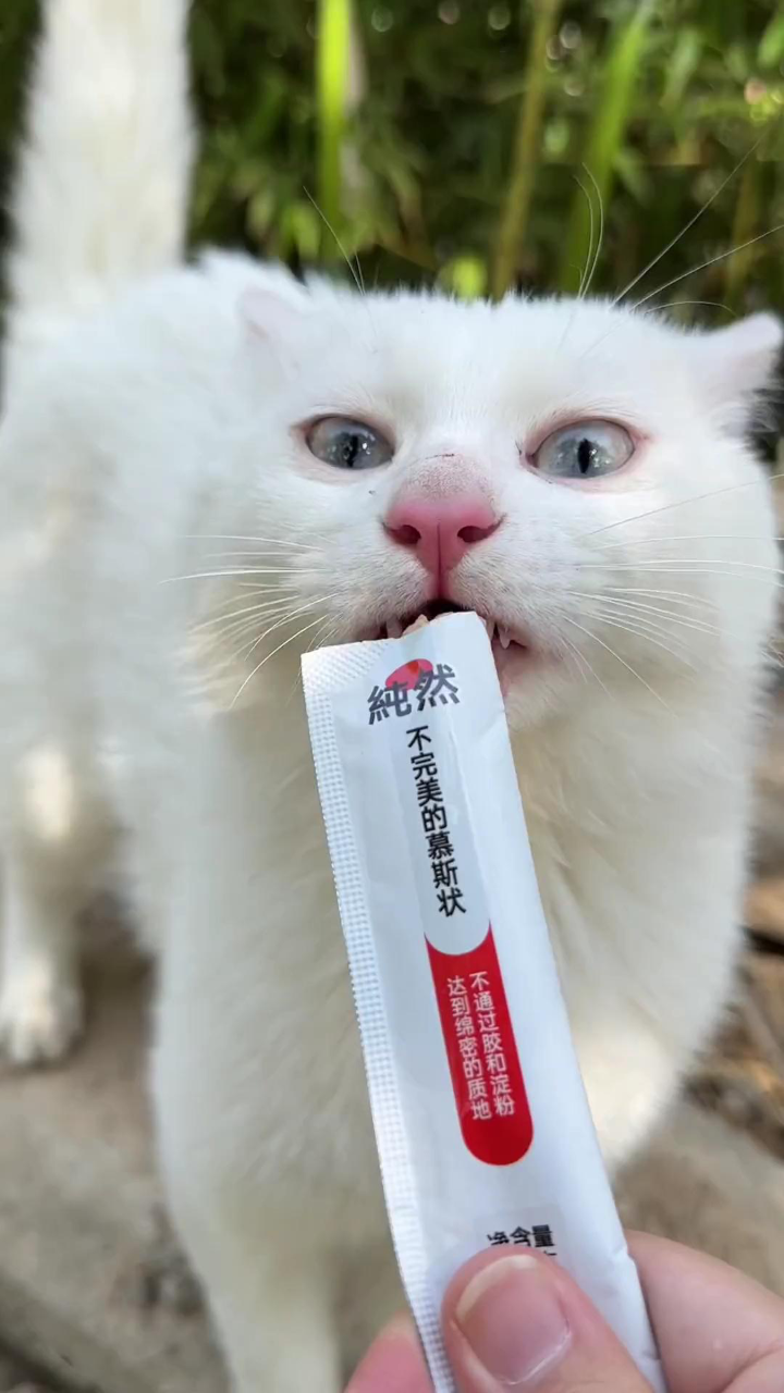今天又是劝架的一天~还是绝了吧~_高清1080P在线观看平台_腾讯视频
