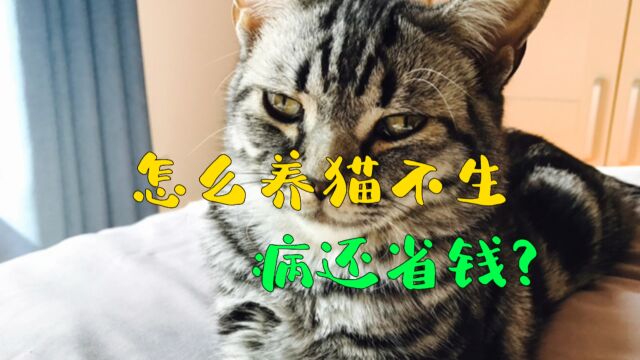 怎么养猫不生病还省钱