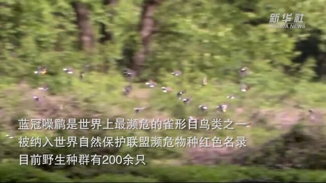 和法国动物学家一起探访蓝冠噪鹛栖息地