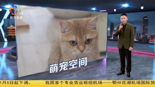 天气降温昼夜温差大 猫咪感冒该如何救治