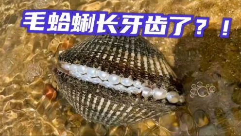 长牙的毛蛤蜊你见过吗？表弟赶海发现长着两排牙齿的大毛蛤！