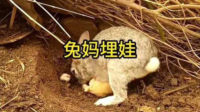 原来兔妈妈是这样保护孩子,#野生动物零距离 #兔子