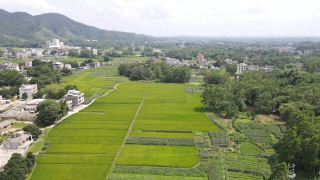 乡村行105广西陆川良田