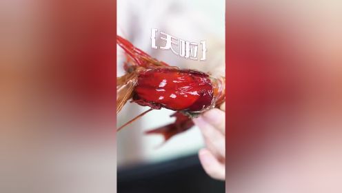 《专业代吃被投喂系列》100元一只的红魔虾🦐直接生吃太顶了！!