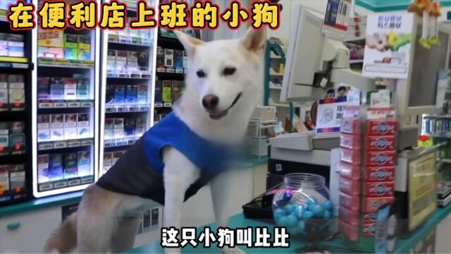 狗狗在便利店上班,工资居然比同事高!