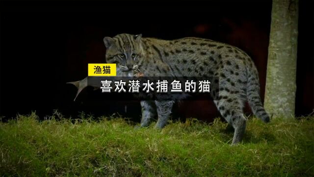 渔猫一种擅长潜水捕鱼的猫,猫科动物中的另类#奇妙的动物 #动物科普