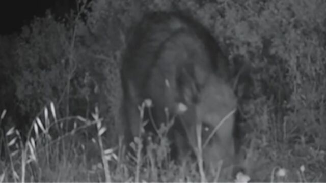 有人把野猪叫做黑色野兽,它们不知疲倦地刨土觅食