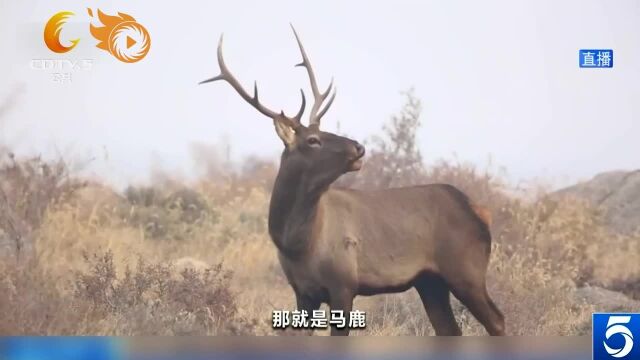 数百只野生马鹿在贺兰山下嬉戏觅食